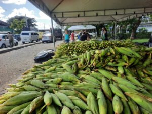 as vendas comecam a crescer na feira de milho da empasa com a proximidade de sao joao