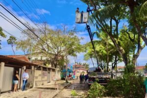 sedurb realiza mais de 820 podas de arvores em joao pessoa no mes de agosto 1