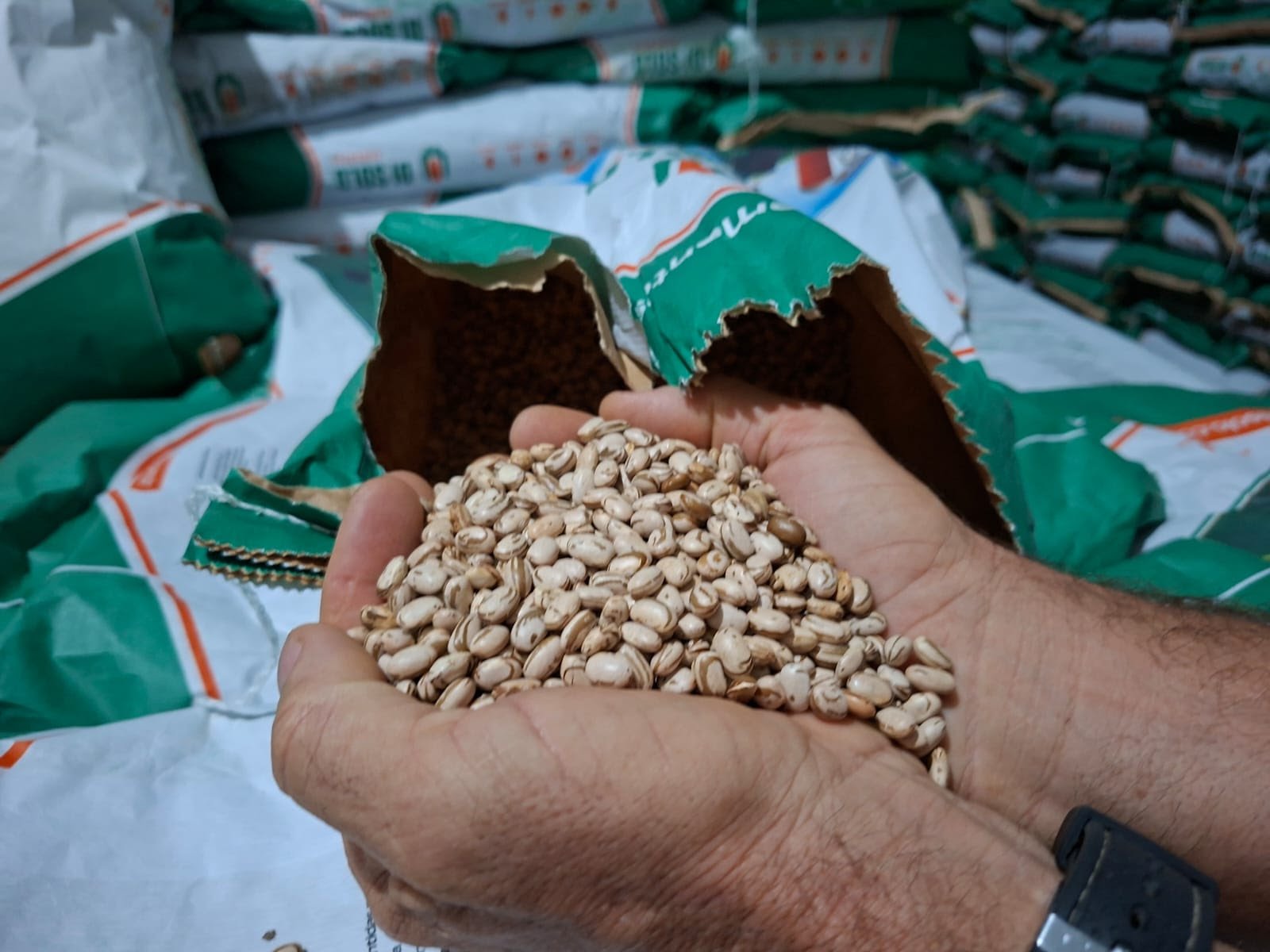 Principal 12 Governo da Paraíba distribui 520 toneladas de sementes com agricultores de todo Estado